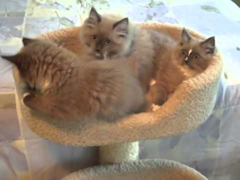 Kaerik RagaMuffin Kittens