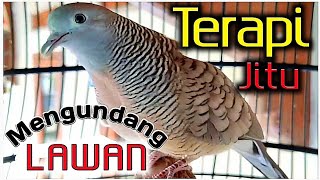 Download lagu Perkutut lokal ASLI BANTEN - suara empuk tidak kalah saing. mp3 Download lagu Perkutut lokal ASLI BANTEN - suara empuk tidak kalah saing. mp3