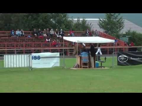 Tigull vom Kronshof, DIM 2008 T2