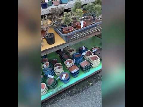 Bonsai in Tokyo Japan It’s Best to go Ueno green club #bonsai #bonsaitree