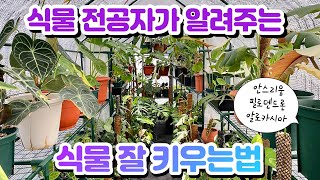 식물 전공자가 알려주는 식물 잘 키우는법!! 알로카시아, 안스리움, 몬스테라, 필로덴드론 키우는법!! 가든디…
