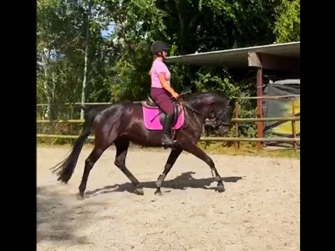 Holsteiner Stute von Diarado-Lansing-Lordship