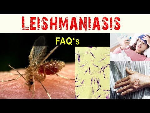 leishmania paraziták