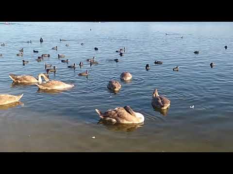 Лебеди на озере. 22.08.2020 г