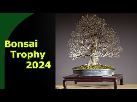 Bonsai Trophy 2024 (Show Report) | The build, Traders and Trees