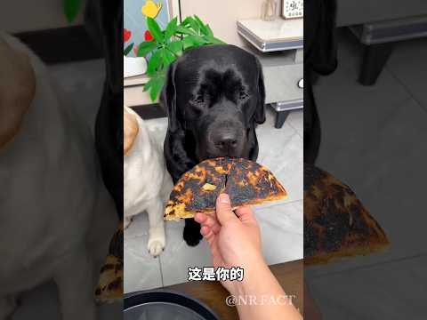 मालिक ने कुत्ता  के लिये पिज़्ज़ा बनाया😂😂mini wowoodworkingod toy - art / hand craft /skills