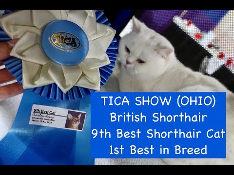 TICA show (Columbus,Ohio). Simba/Yerik is the Best British Shorthair! Golden Whiskers Cattery