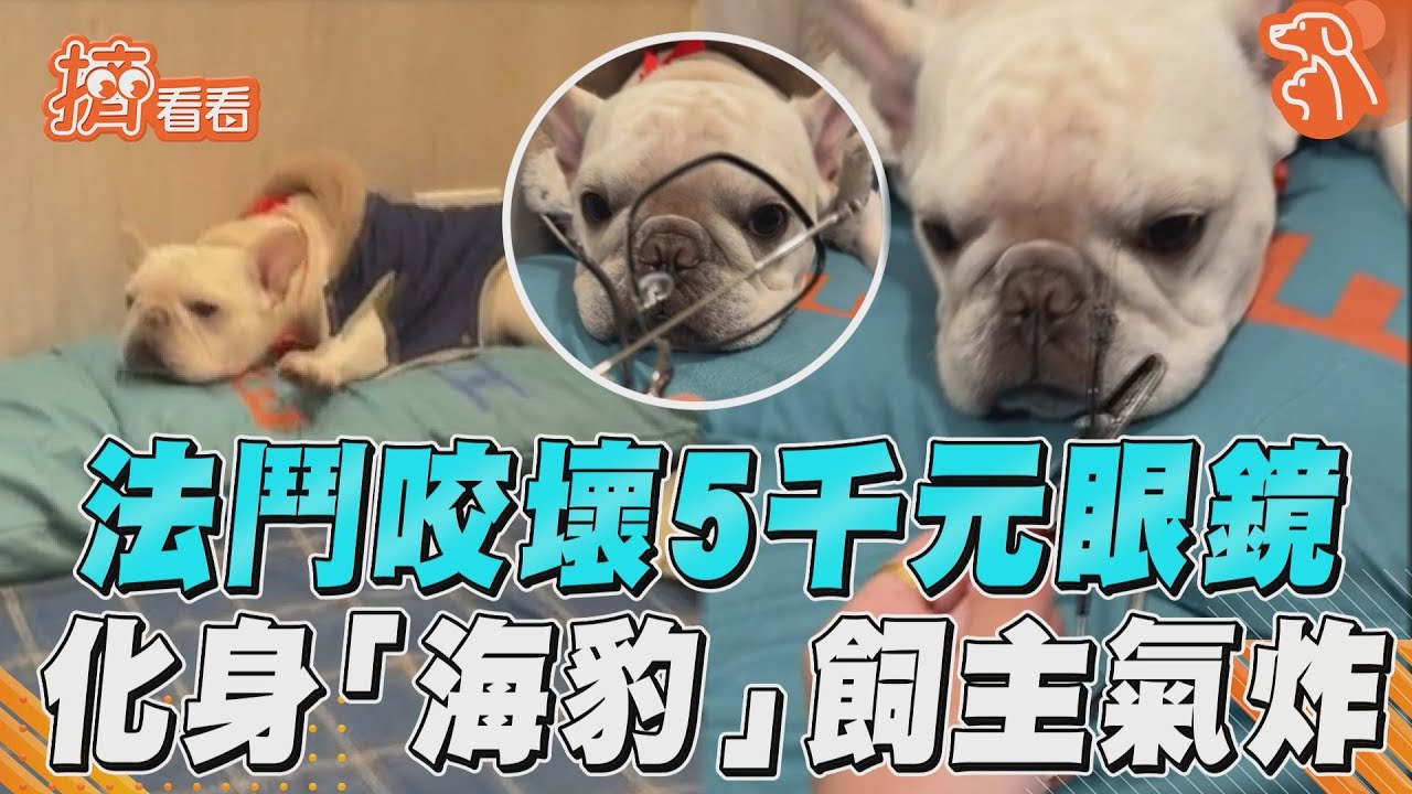 影音/法鬥咬壞眼鏡飼主氣炸! 化身「海豹」裝無辜匍匐