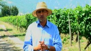 Viña: fertilización del viñedo