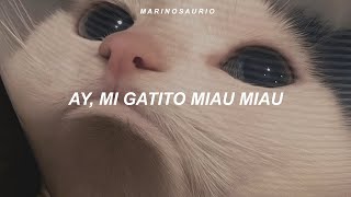 Princesita Kelly - Ay Mi Gatito (Letra) || ay, mi gatito miau miau tiktok