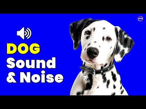 10 Sounds for Dog Reaction 📣 Dog Sound and Noise 🐶