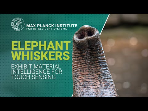 Max Planck Institute for Intelligent Systems and Max Planck Community