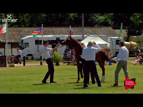 N.122 AURORA HM - Strohen 2018 B Int