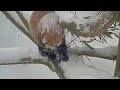 Red pandas play in the snow