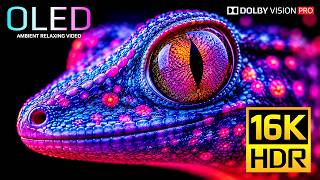 HDR at Full Power | 16K 120fps Dolby Vision (4K/8K OLED TV Demo)