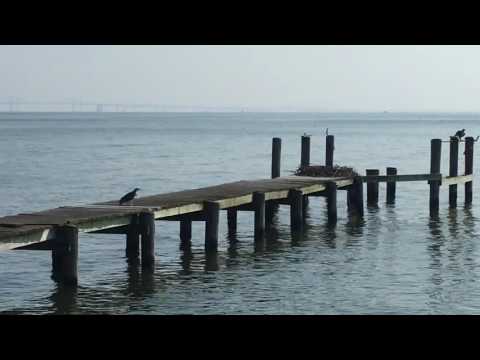 Baby osprey's 1st flight