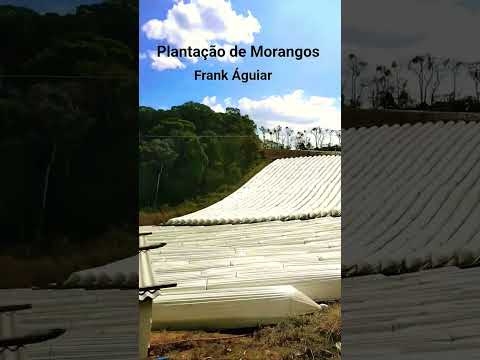 Frank Águiar.                     Moranguinho do nordeste.