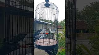 Download lagu Pleci Dakbal full tembakan tanpa glondangan mp3