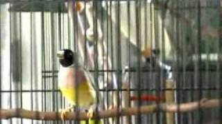 Dating, the Gouldian Finch way, Rock Hudson and Doris Day. Please read the Description bar.