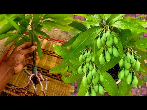 Smart Method IN Mango Propagation from Cutting I Quick Budding No Fungus Experiment / Agri CAMBO