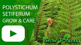 Polystichum setiferum - grow & care (Soft shield-fern)