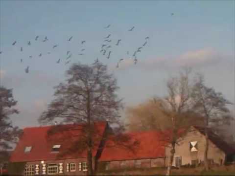 , title : 'Flying Pigeons / Vliegende Duiven.'