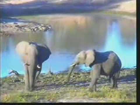 Two Young Bull Elephants 06-17-07 4.24 pm CAT