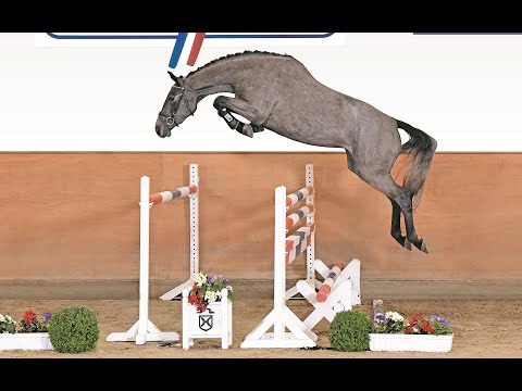 TRAILER - Holsteiner Frühjahrsauktion 2020