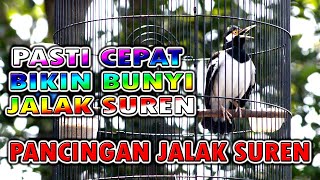 Download lagu JALAK SUREN BISA BIKIN JALAK SUREN LAIN IKUT BUNYI koar koar  #jalaksuren mp3