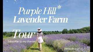 Ontario's Hidden Lavender Paradise|Purple Hill Lavender Farm