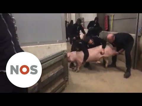 , title : 'BELGIË: Activisten laten varken vrij uit slachthuis'