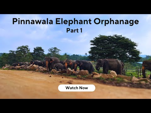 Pinnawala Elephant Orphanage - Part 1