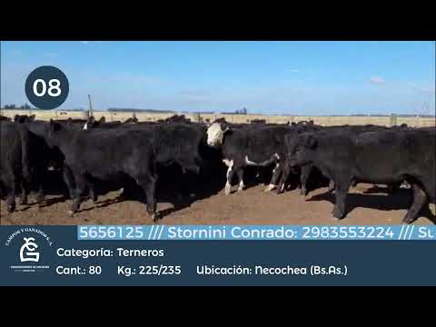 Lote Machos - Necochea Bs As