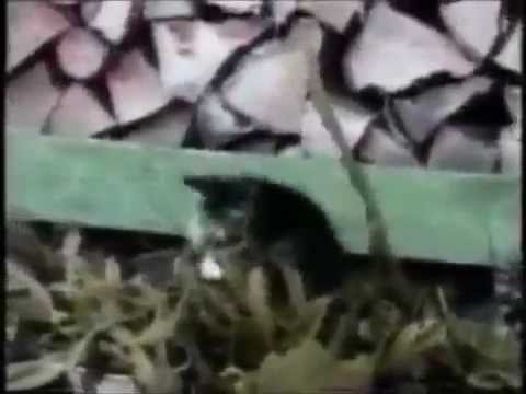 Over 50 funny fail Cat videos