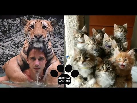 Original Animals #5. CUTE AND FUNNY ANIMALS VIDEO/ МИЛЫЕ И СМЕШНЫЕ ЖИВОТНЫЕ.