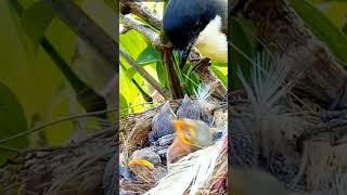 Download lagu Induk memberi makan anak burung yang cantik di sarangnya || Musa plus am || mp3 Download lagu Induk memberi makan anak burung yang cantik di sarangnya || Musa plus am || mp3