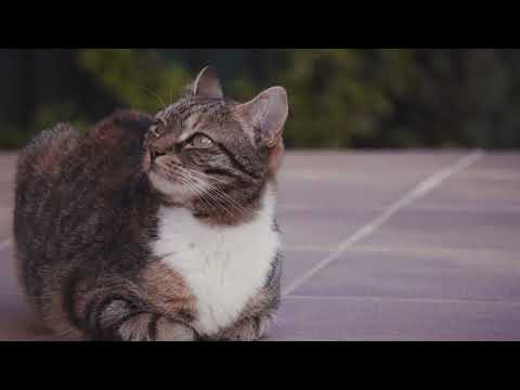 Cute Cat || Funny Cat Video || Pankhuri Sharma ||