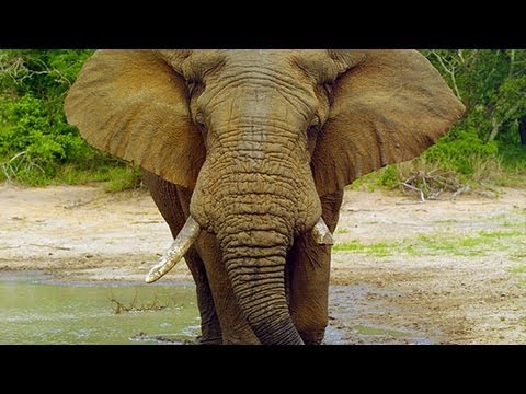 image-Can ants take down an elephant?