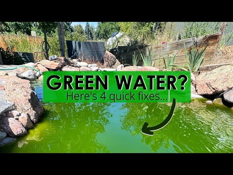 4 easy fixes for green water in a pond.