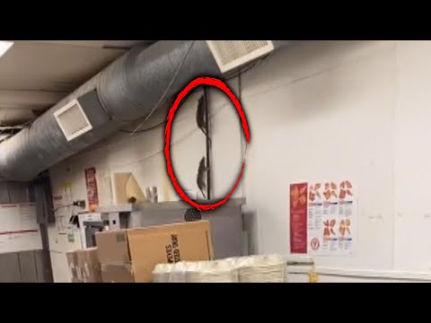 Rat-Infested Popeyes Gets Shut Down After Viral TikTok