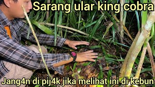 Download lagu DISMANTLING THE KING COBRA SNAKE'S HIDING NEST IN A RUBBER PLANTATION, THE OWNER OF THE PAN1K PLA... mp3