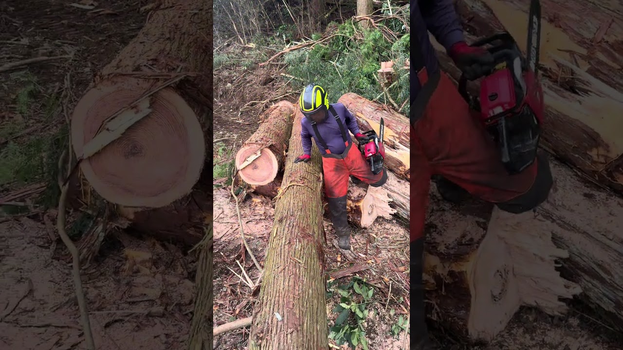 しょーたくんの玉切り#shorts #林業 #japan