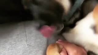 【アニマル動画】カッコ良さの中に見える可愛さ