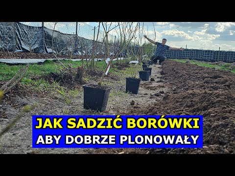 How to plant blueberries for a good yield. Blueberry Varieties Planting Soil Preparation