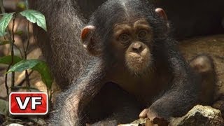 Chimpanzés - Bande Annonce