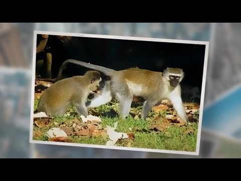What Do Vervet Monkeys Eat? A Comprehensive Guide!