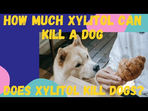 How much xylitol can kill a dog | my dog ate xylitol - what to do?