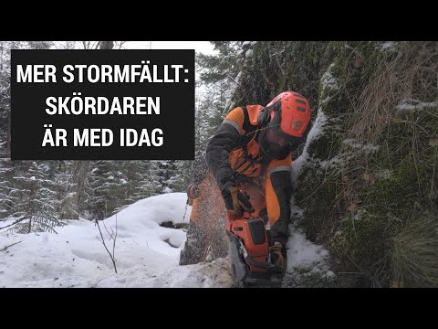 Mer arbete med stormfälld skog efter Johannes - Skördaren är med oss idag