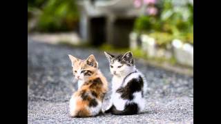 I Always Extend A Helping Paw 🐯🐾🐾