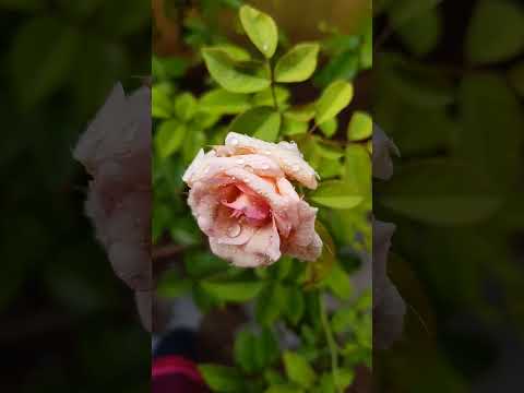 #tamil #dowry #marriage #rithanya #டௌரி #வரதட்சணை #திருமணம் #women